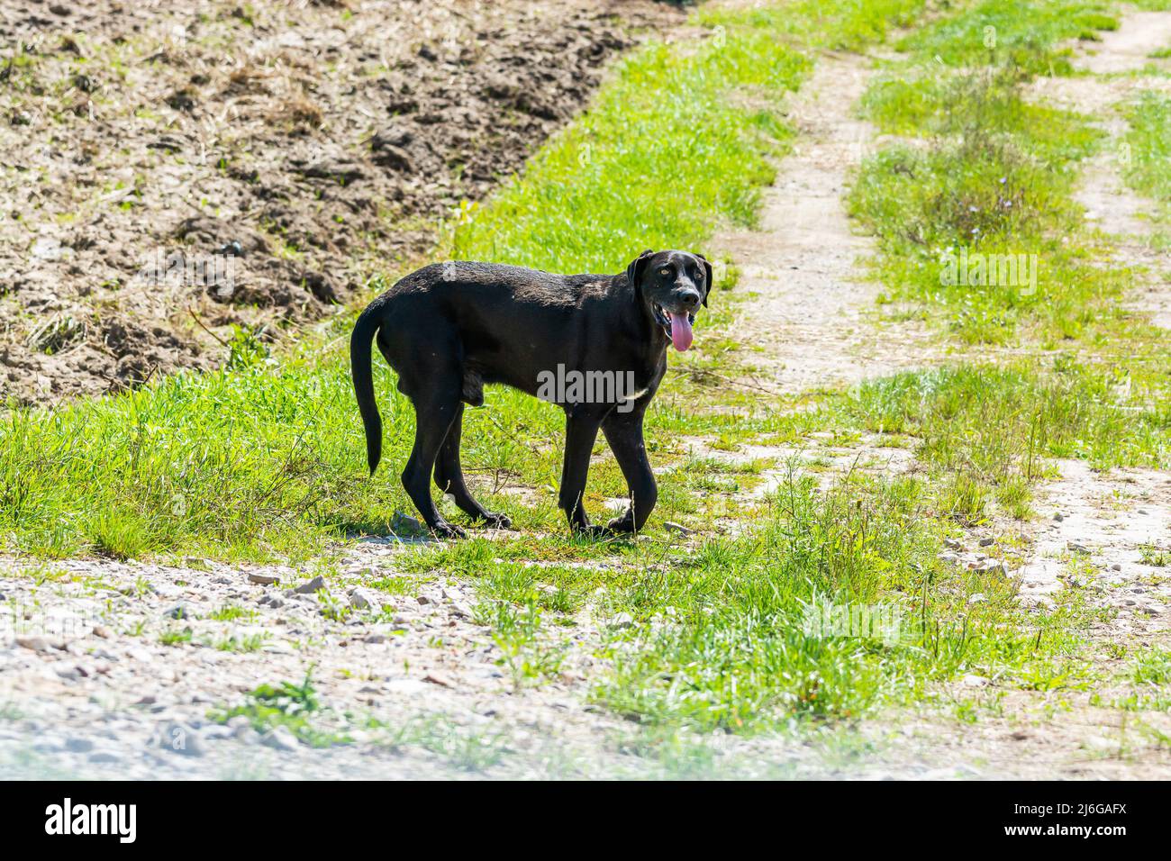 Black street dog with broken leg without veterinary care Stock Photo