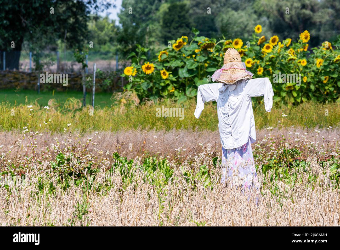 Wiaczemin Polski, Poland - August 12, 2021. Scarecrow in a field in Open-air museum of the Vistula settlement - Skansen Osadnictwa Nadwislanskiego Stock Photo