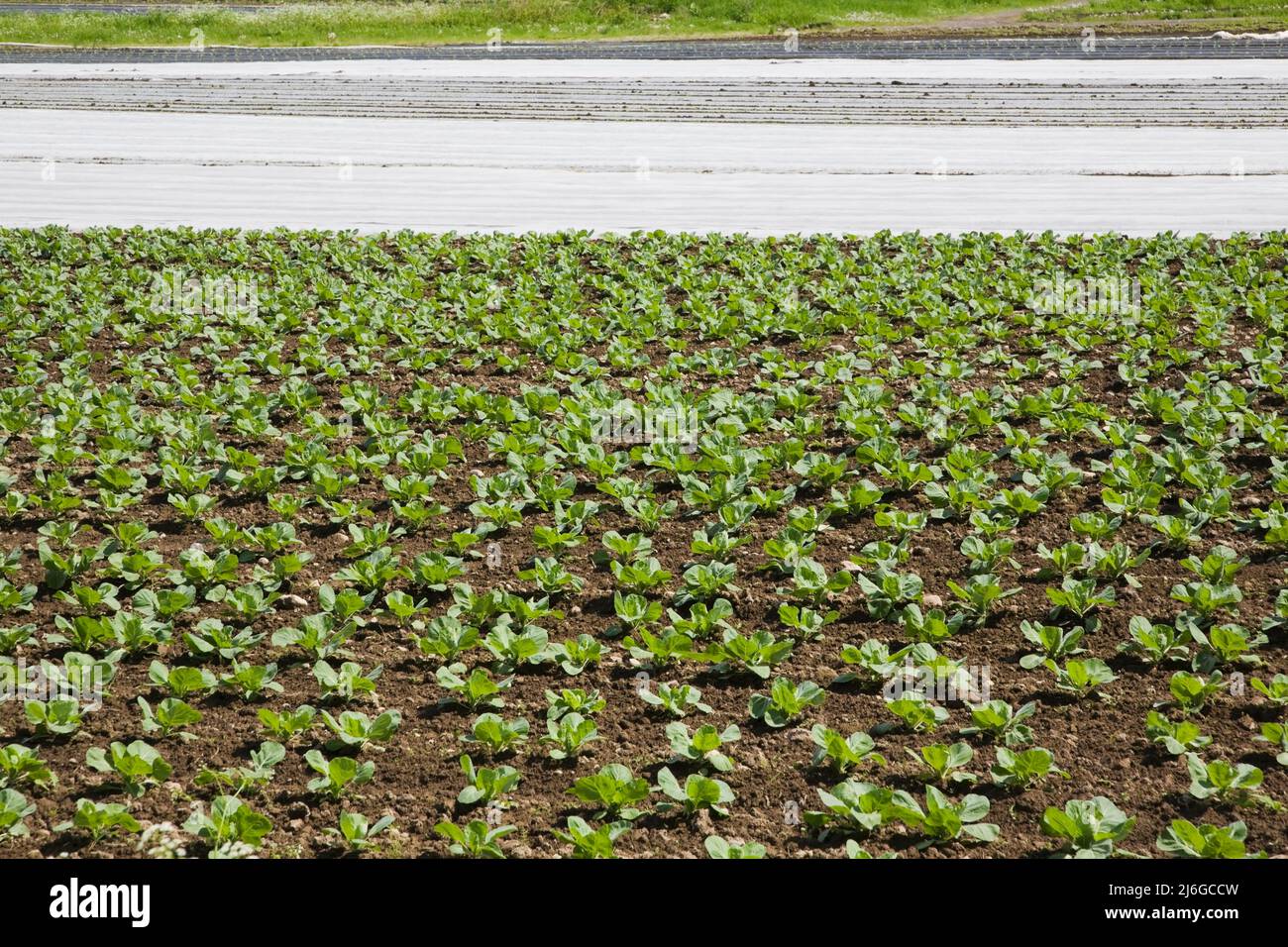 Field plants grown in hi-res stock photography and images - Alamy