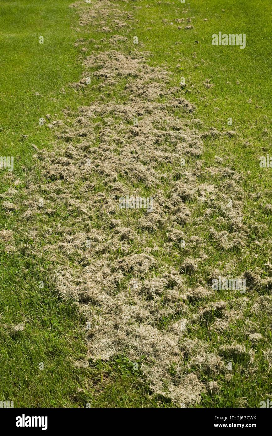 Grass cuttings left on top of lawn Stock Photo Alamy