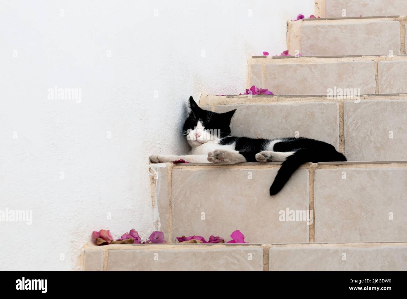 Cat with spring flowers hi-res stock photography and images - Alamy