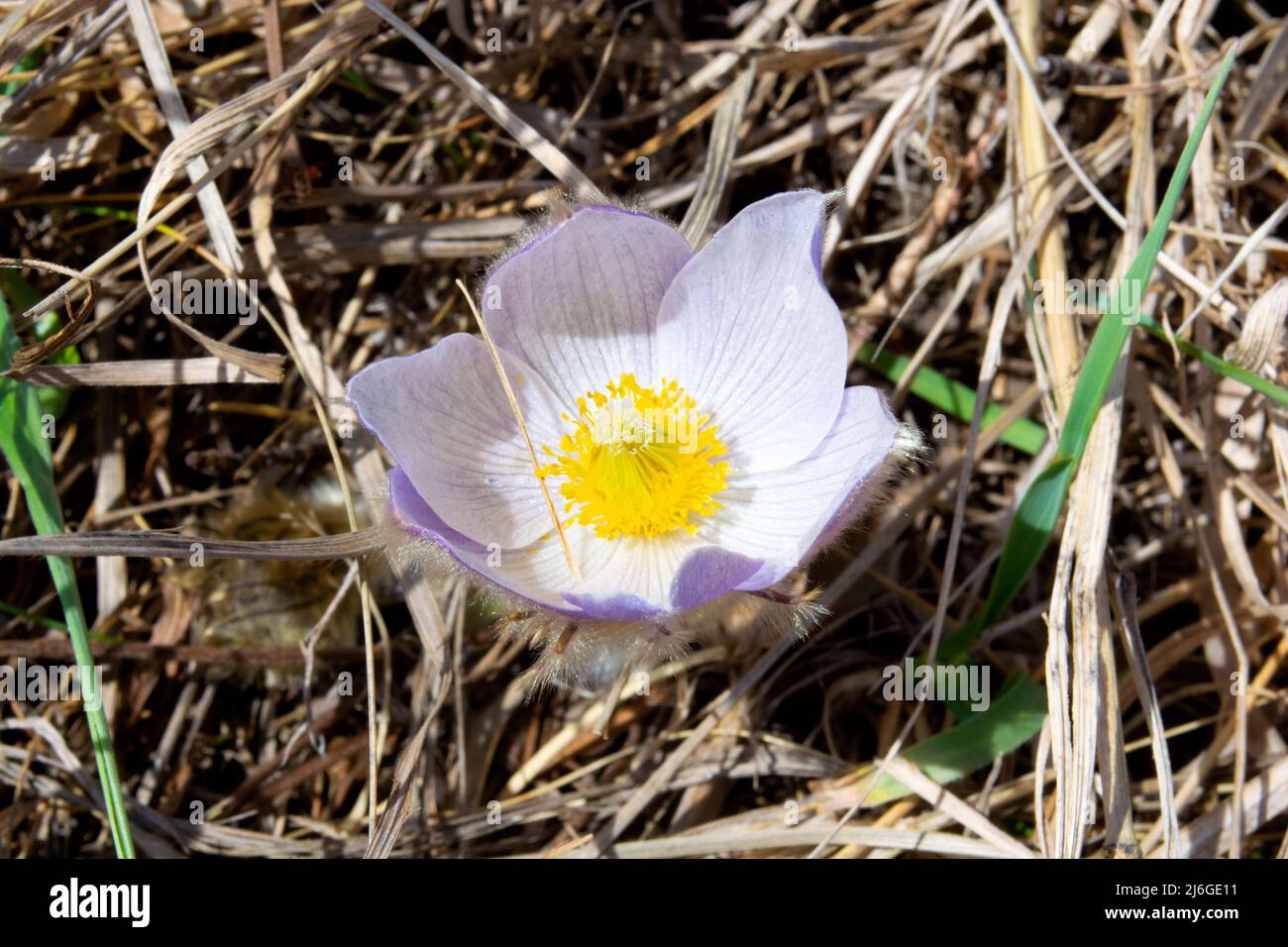 Prairie Crocus Blooming in Early Spring on the Prarie. Stock Photo