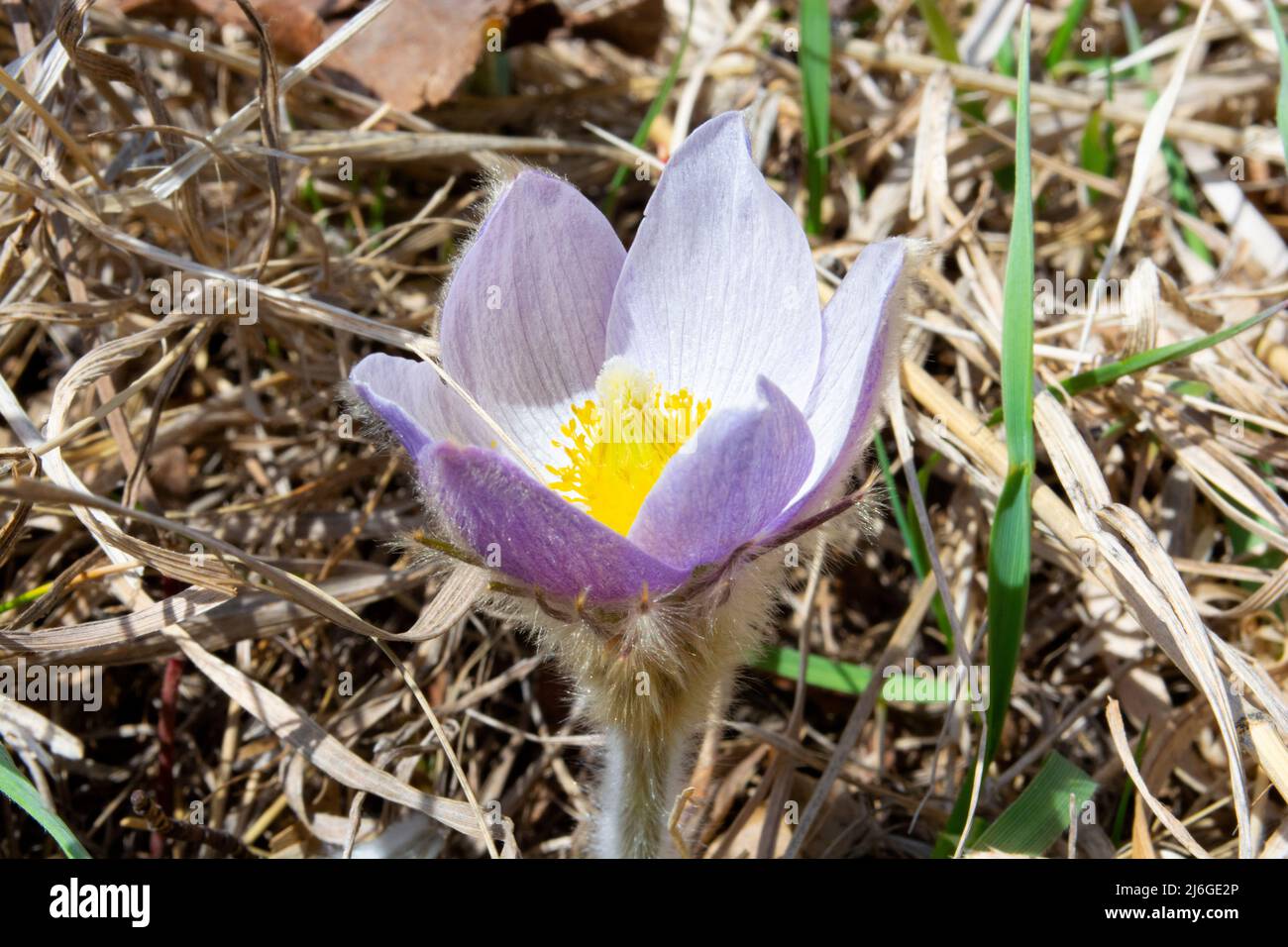Prairie Crocus Blooming in Early Spring on the Prarie. Stock Photo