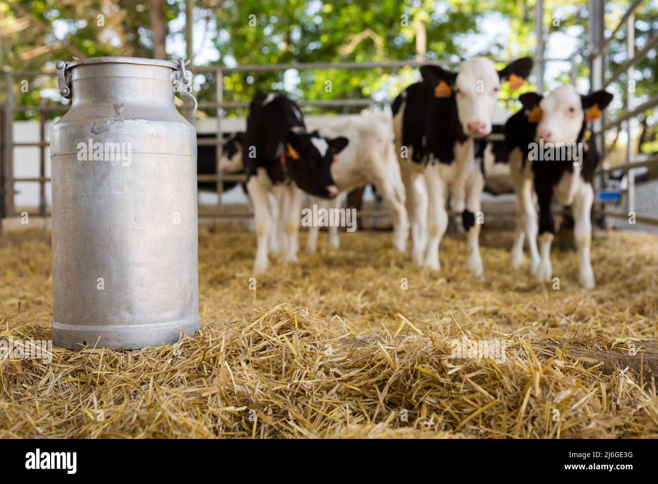 Milk can in hangar with cows at farm Stock Photo Alamy