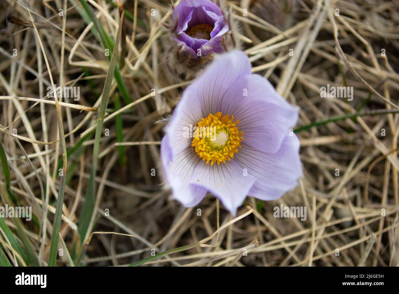 Prairie Early Spring Prairie Crocus Blooming in Early Spring on the Prarie Stock Photo - Alamy
