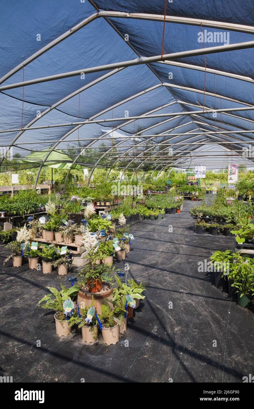 Plant production inside a commercial greenhouse Stock Photo - Alamy