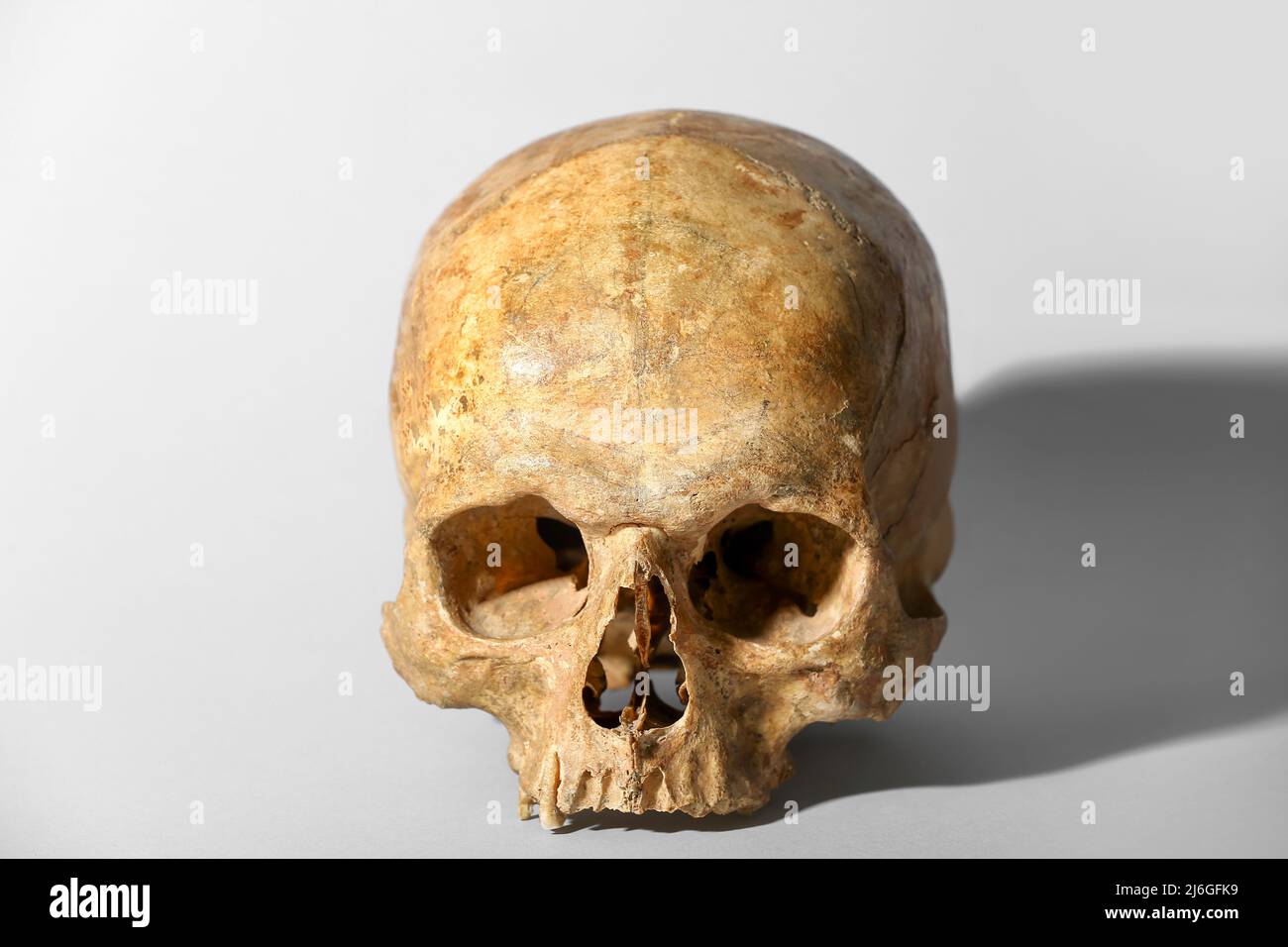 Human skull on grey background Stock Photo