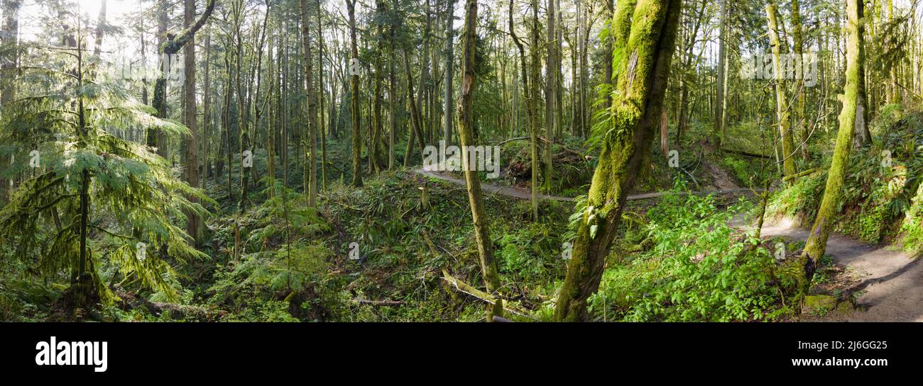 A beautiful trail winds through healthy trees, ferns, and other temperate vegetation in Forest Park, Northwest Portland, Oregon. Stock Photo