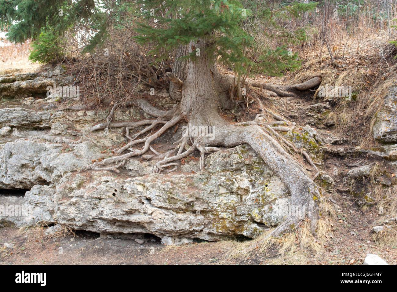 Tree Roots Growing Over Rocks in Nature Park Stock Photo Alamy