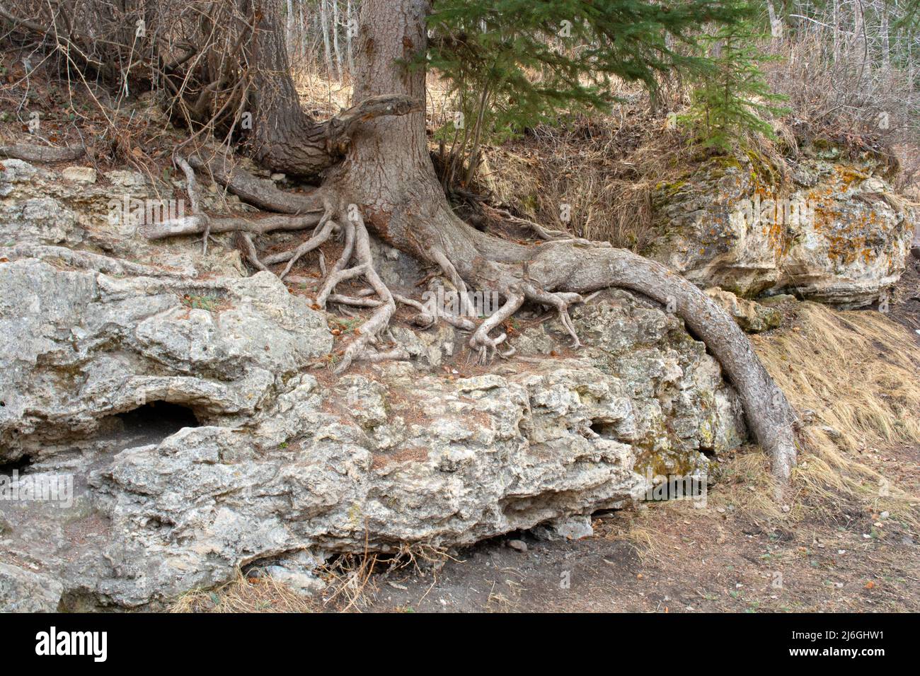 Forest over rock roots hi-res stock photography and images - Alamy