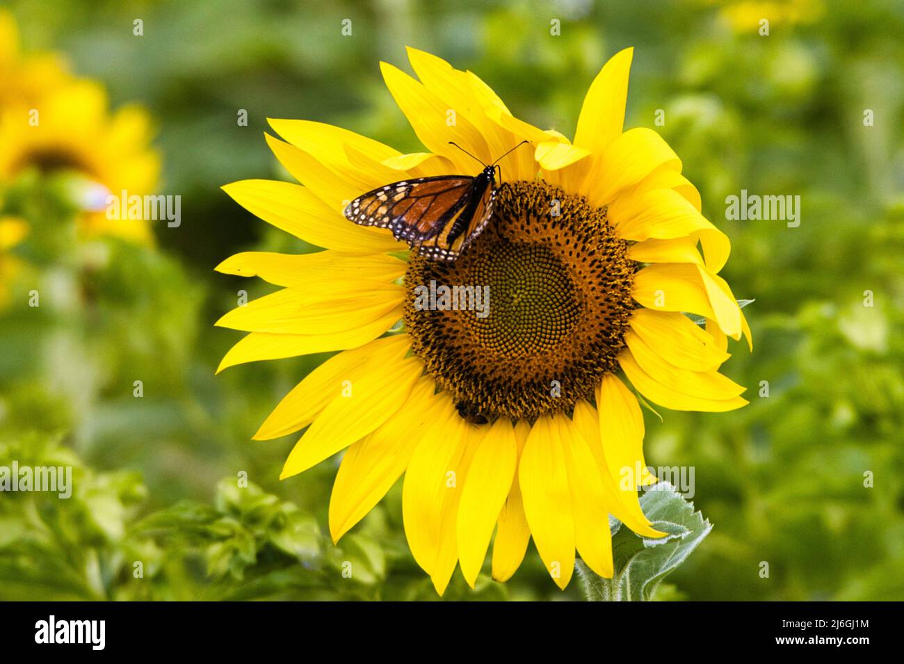 Ultra close-up of sunflowers in a sustainable energy farm. Stock Photo