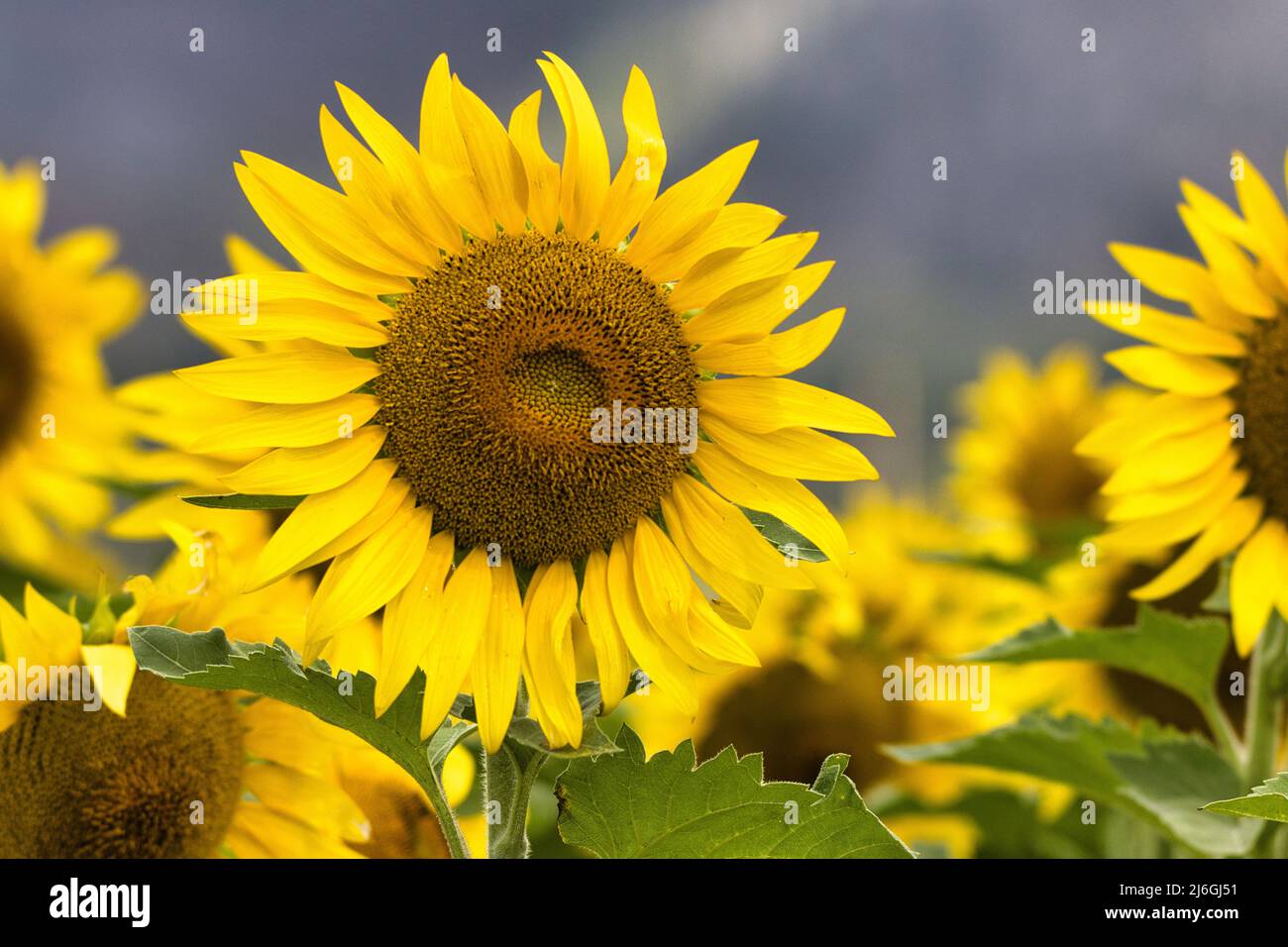 Ultra close-up of sunflowers in a sustainable energy farm. Stock Photo