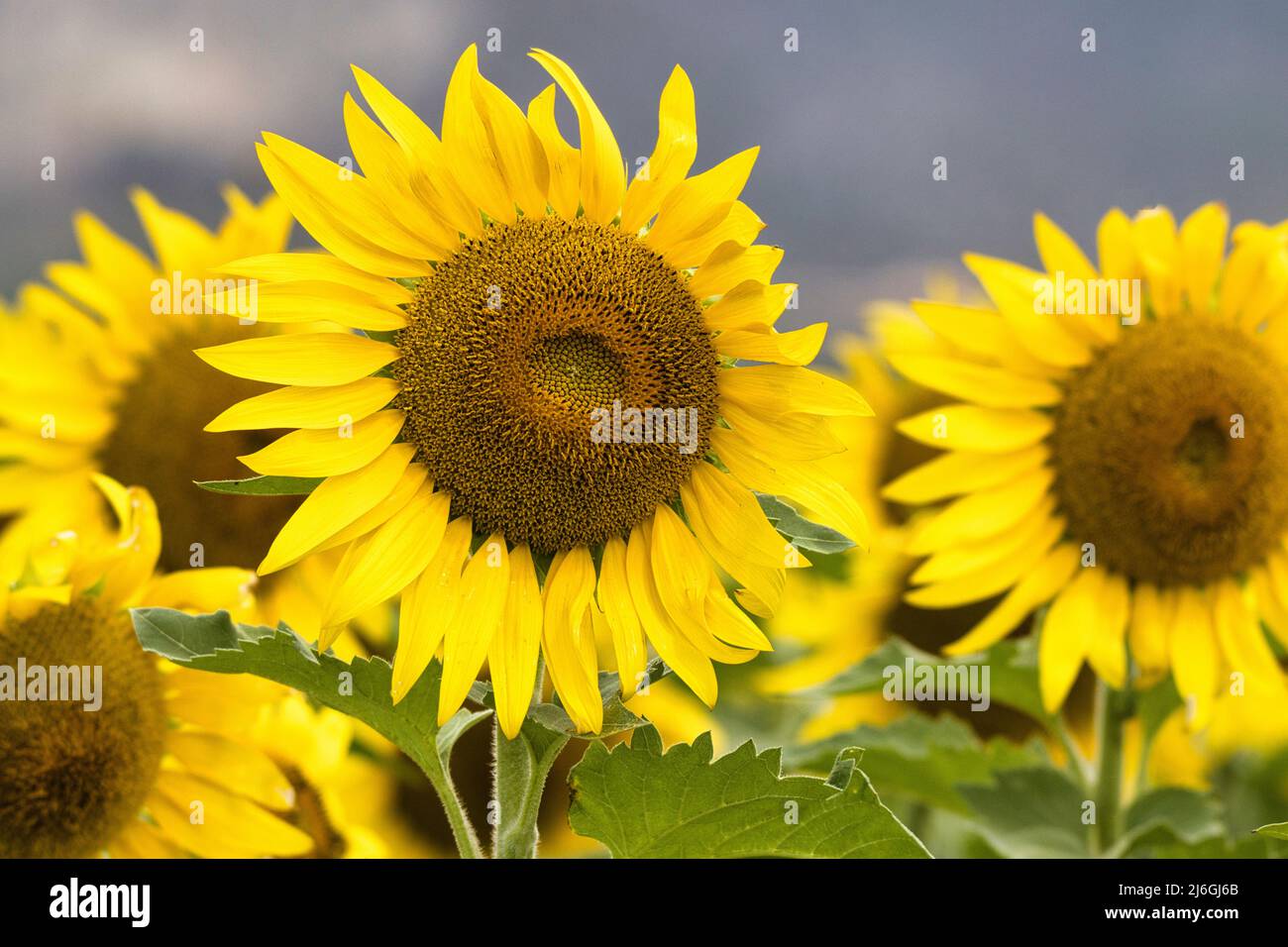 Ultra close-up of sunflowers in a sustainable energy farm. Stock Photo
