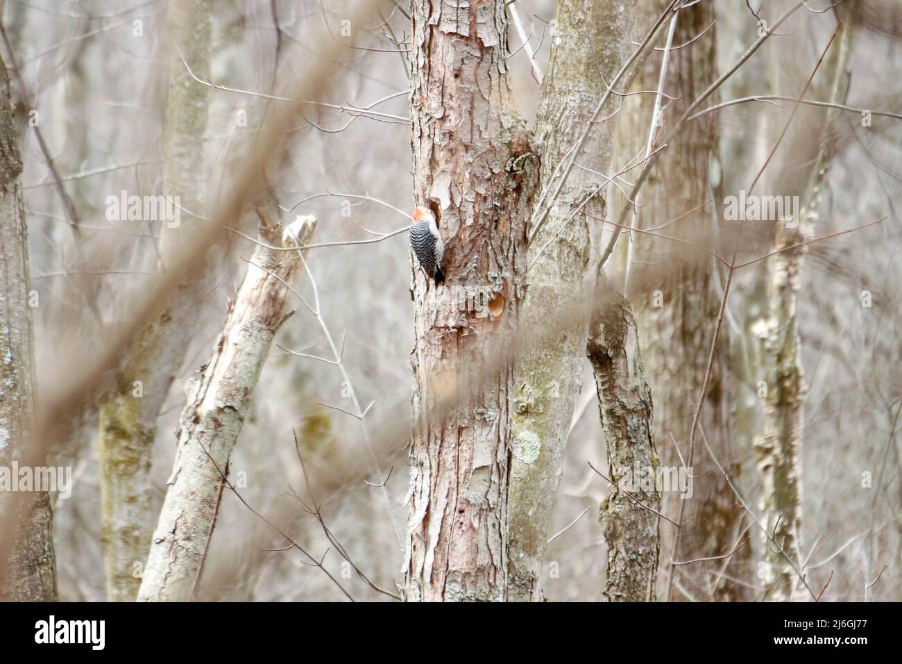 A red bellied woodpecker during Canadian winter Stock Photo