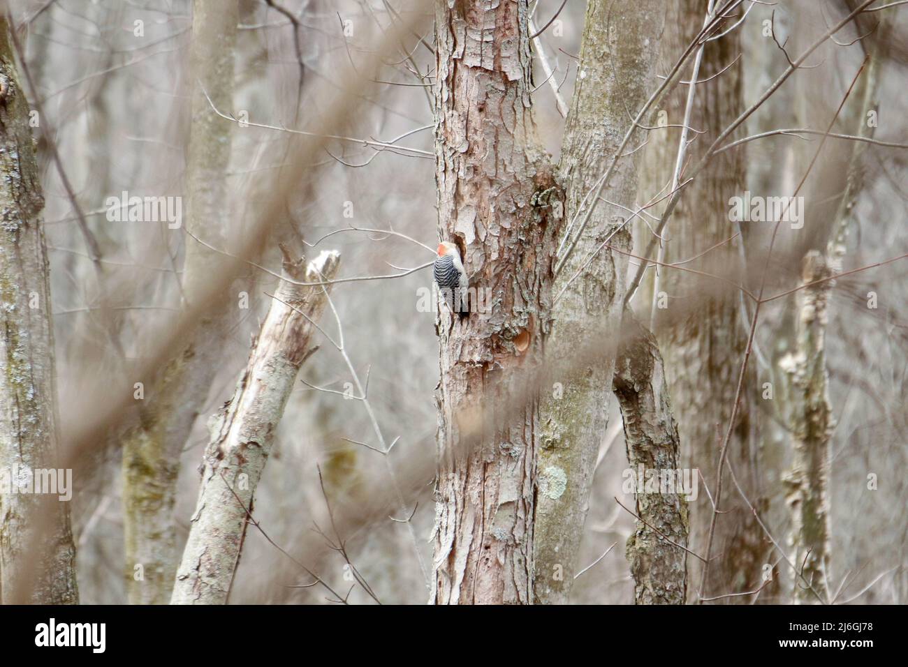 A red bellied woodpecker during Canadian winter Stock Photo