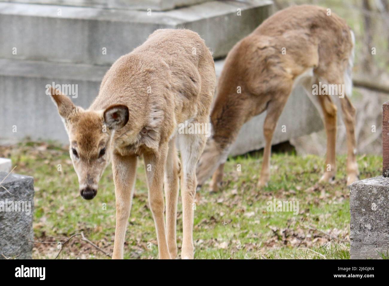 Deer in a cemetery grazing in canada Stock Photo Alamy
