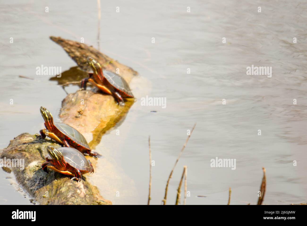 Midland painted turtles are a species of concern in Ontario Stock Photo ...