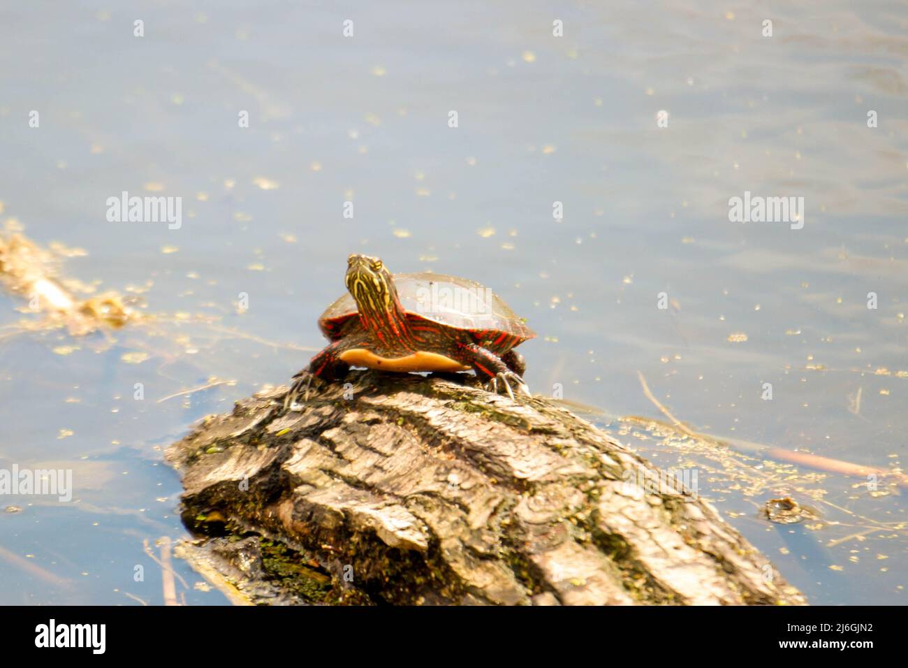 Midland painted turtles are a species of concern in Ontario Stock Photo ...