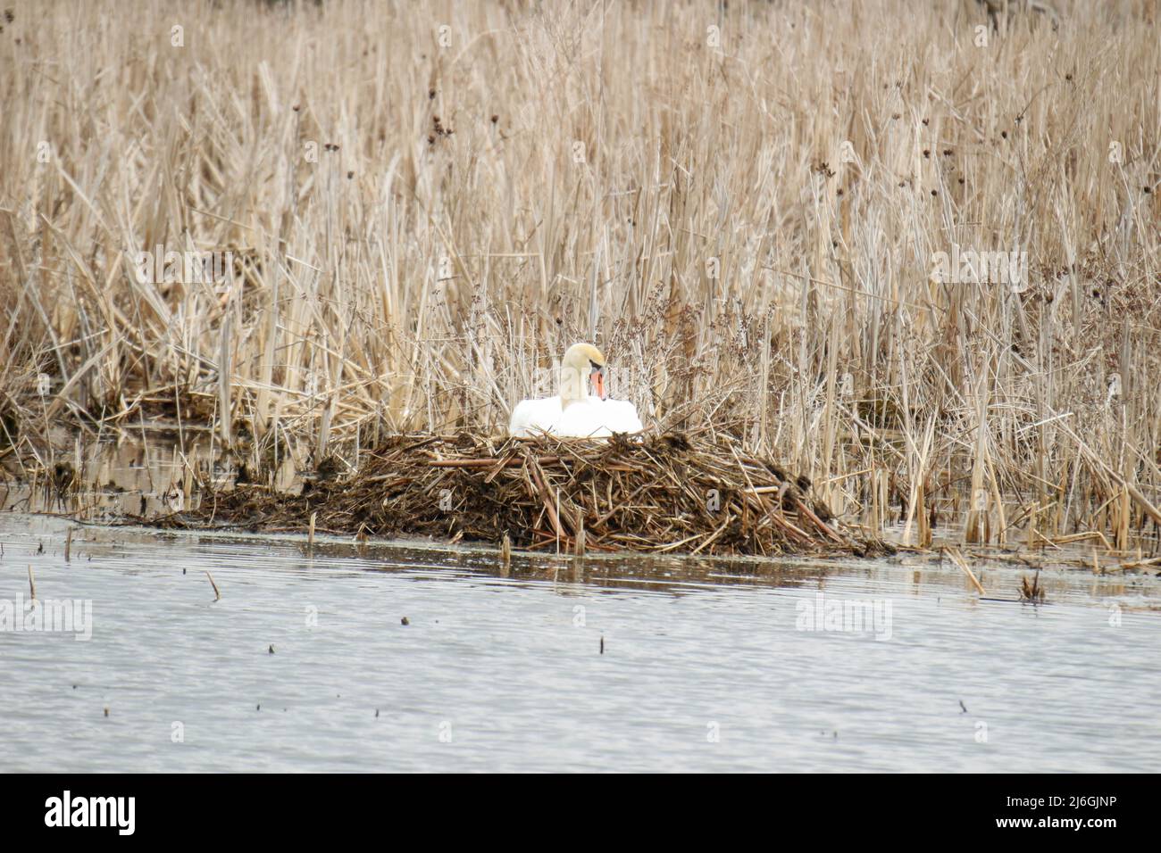 An adult mute swan on a nest Stock Photo Alamy