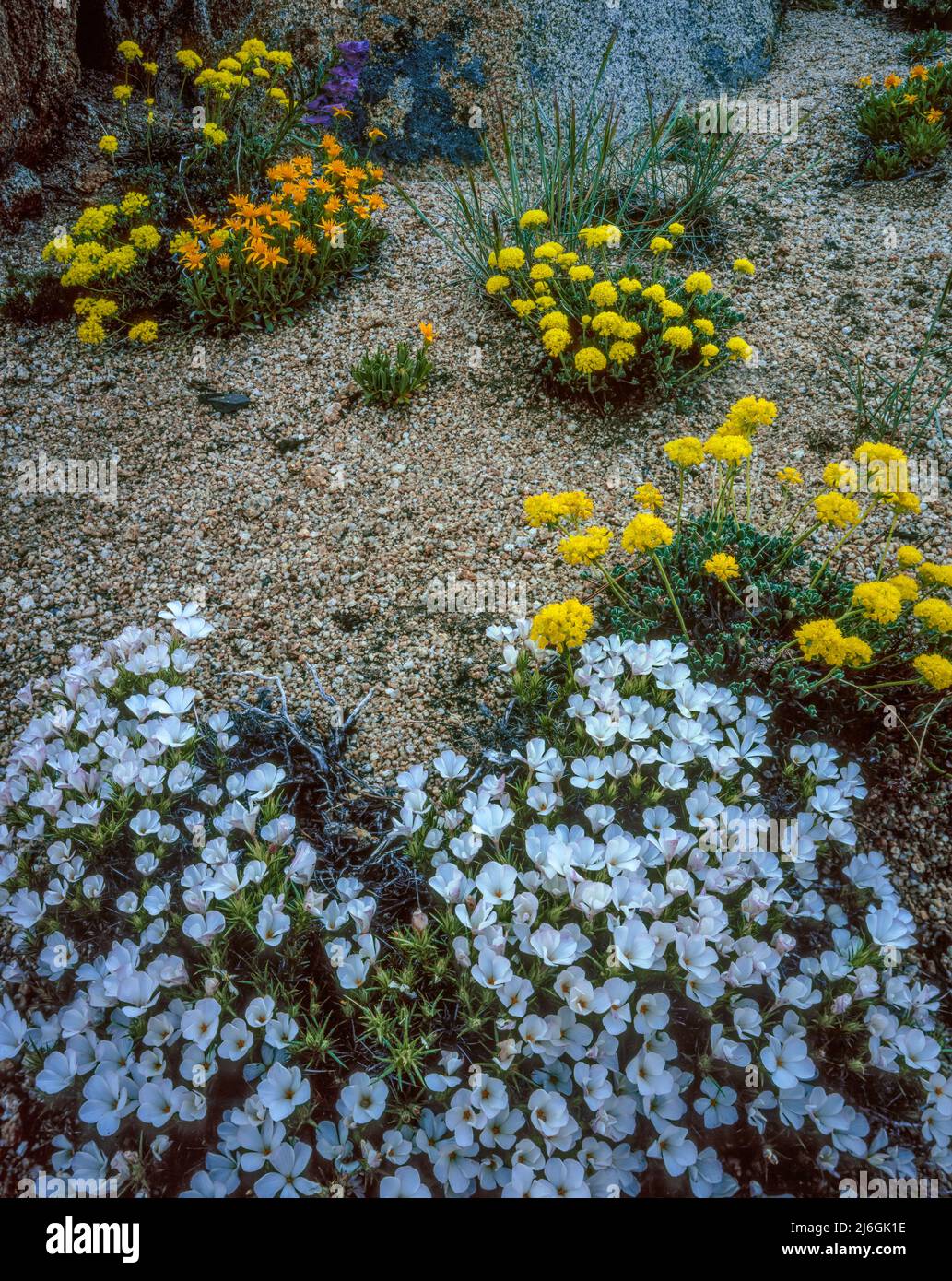 Nuttall's linanthus, Sulfur Flowers, Toiyabe National Forest, California Stock Photo