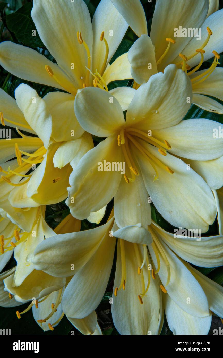 Yellow Clivia Flowers, Amaryllidaceae, Cypress Garden, Mill Valley, California Stock Photo