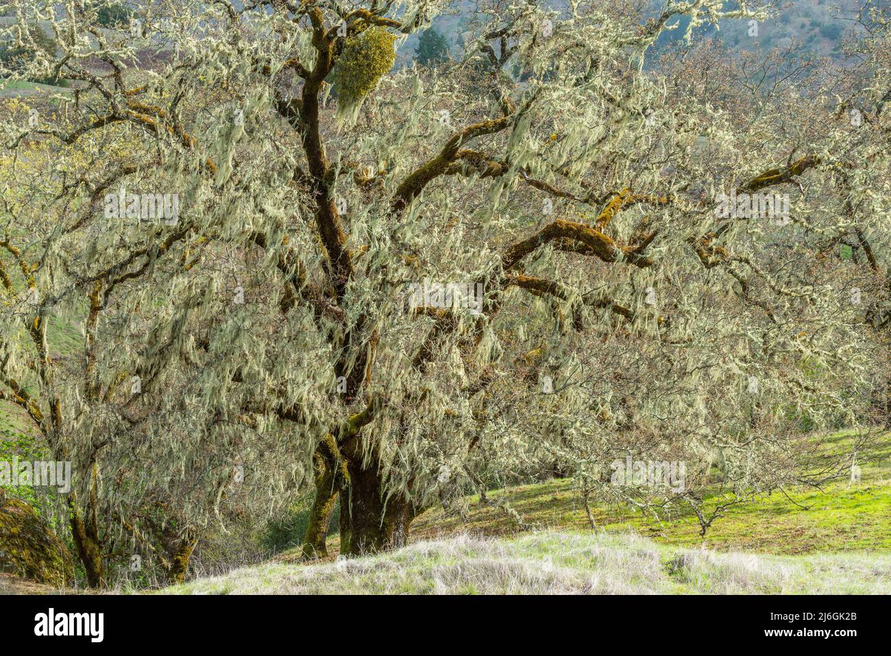 Valley Oaks, Quercus lobata, Acorn Ranch, Yorkville Highlands, Mendocino County, California Stock Photo