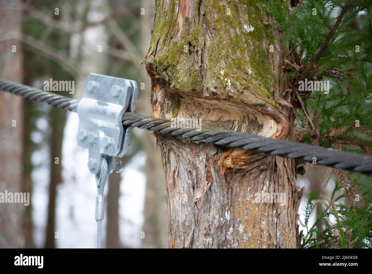 Surface of tree is curved by a steel bridge cable in forest in Japan Stock Photo