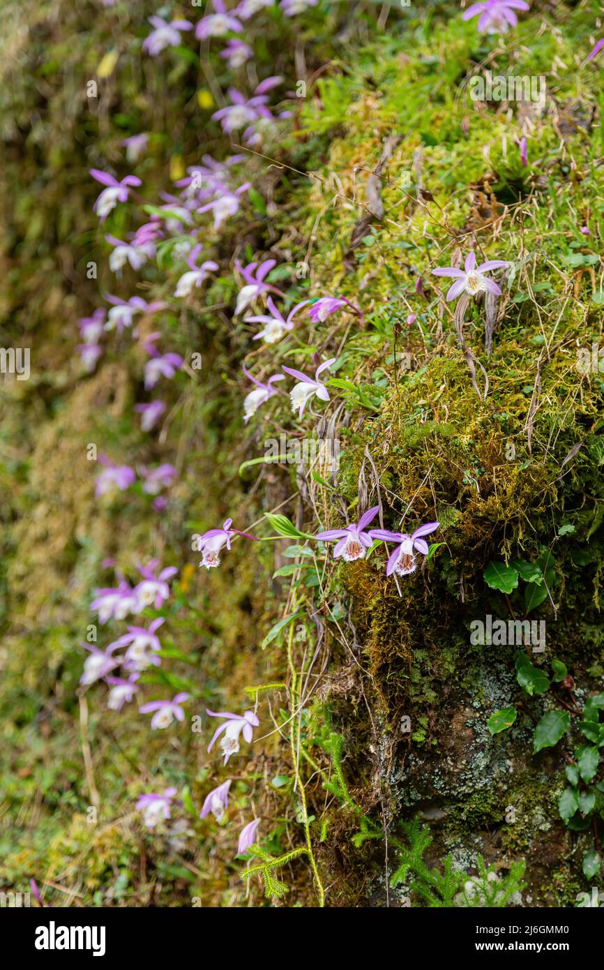 Pleione formosana blossom in Alishan National Forest Recreation Area at Chiayi, Taiwan Stock Photo