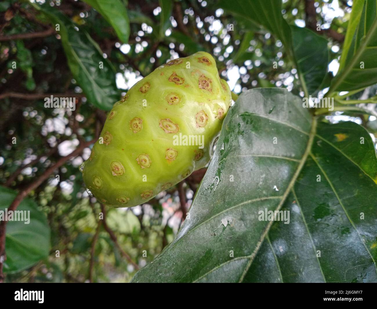 green noni fruit on tree Stock Photo - Alamy
