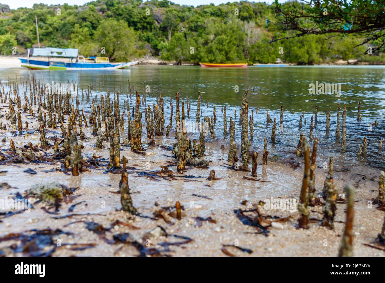Aerial roots of mangrove forest in Rote Island, East Nusa Tenggara province, Indonesia Stock Photo