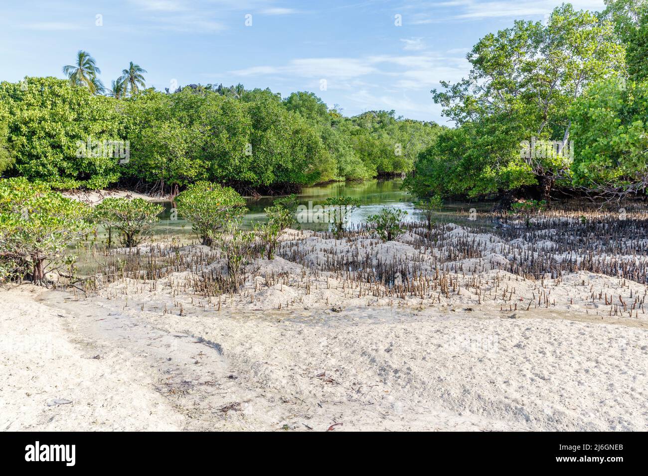 Aerial roots of mangrove forest in Rote Island, East Nusa Tenggara province, Indonesia Stock Photo