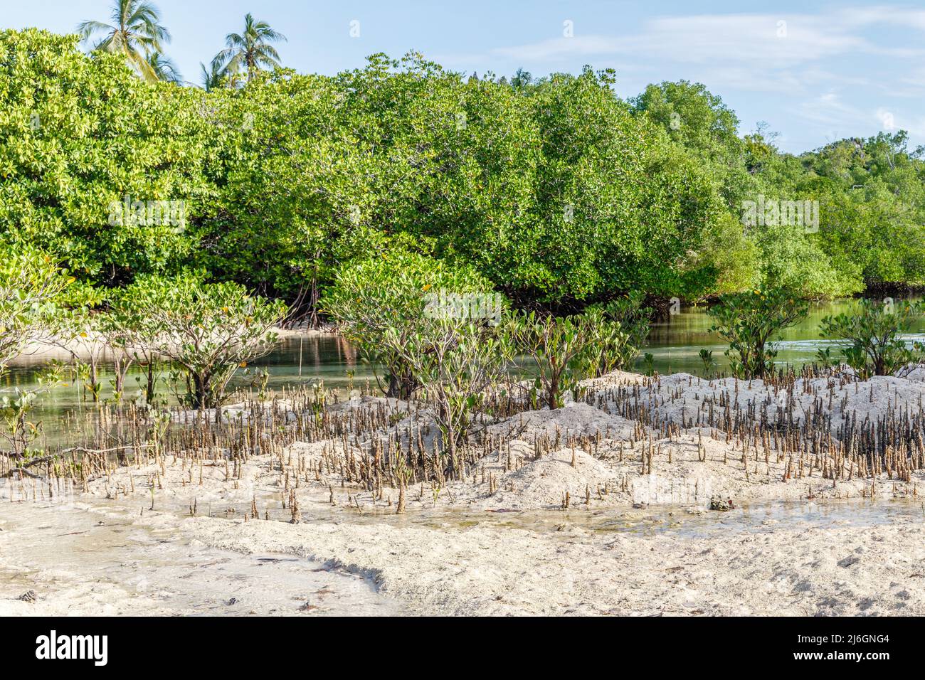 Aerial roots of mangrove forest in Rote Island, East Nusa Tenggara province, Indonesia Stock Photo