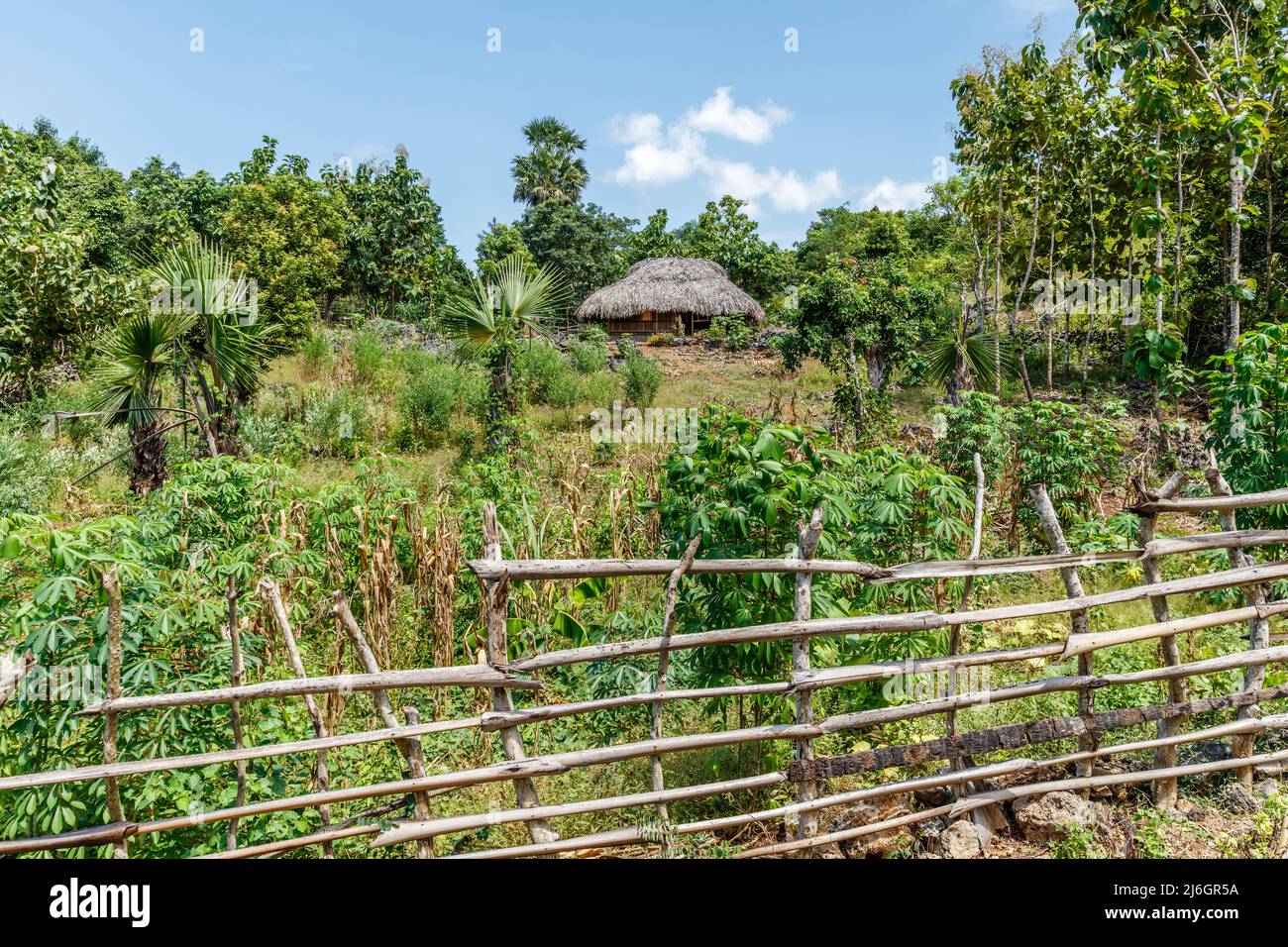 Rotenese village. Traditional house with thatched roof and bamboo fence, surrounded by trees. Rote Island, East Nusa Tenggara province, Indonesia Stock Photo