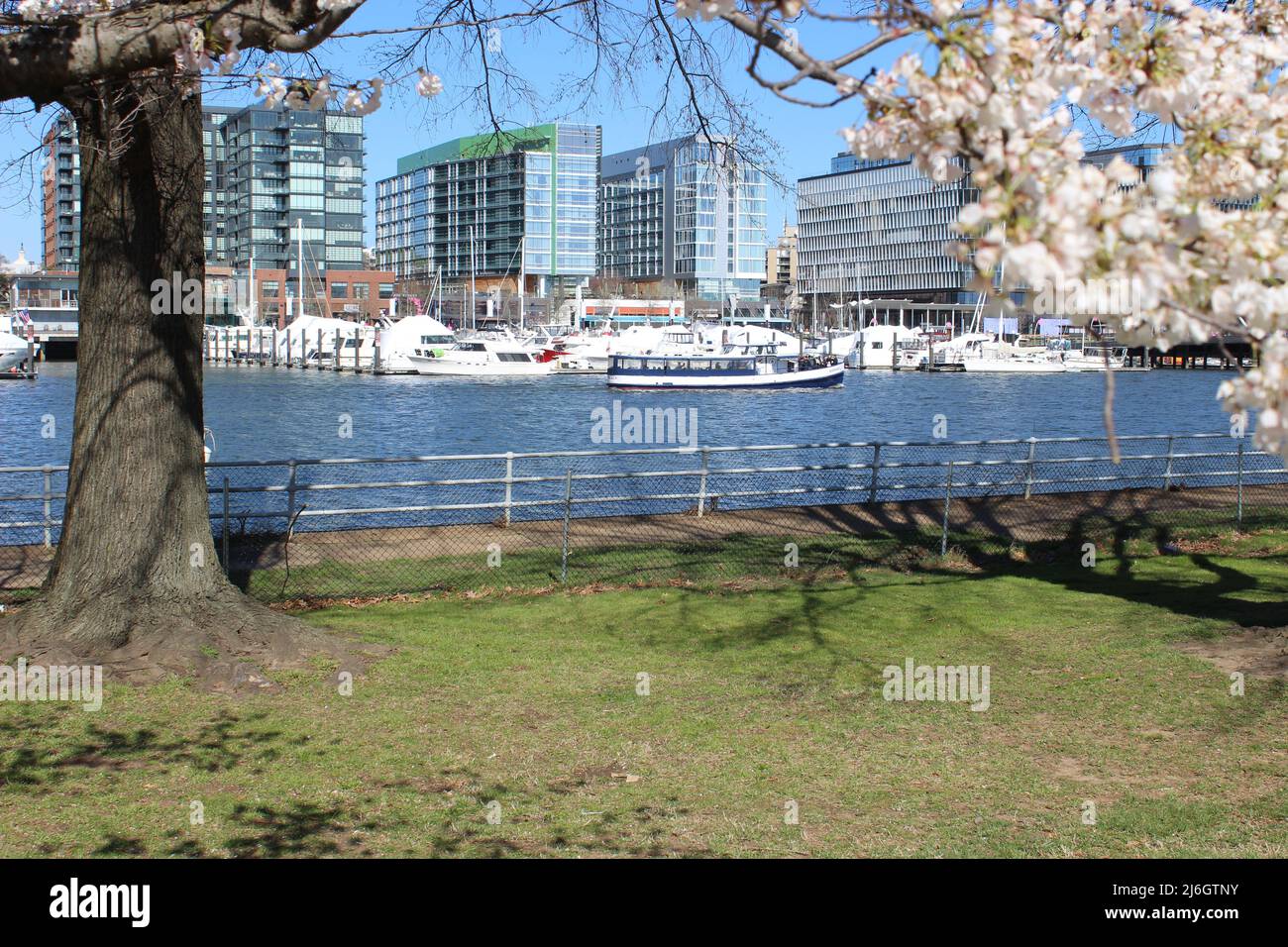 Beautiful White Cherry Blossom Tree Boats The Wharf Washington DC.JPG Stock Photo