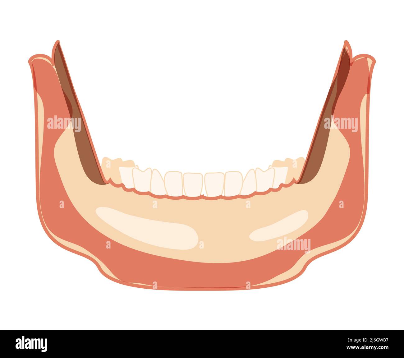 Mandible of Skeleton Human head front view with lower teeth row. Skull lower jaw head model. Chump realistic flat natural color concept Vector illustration of anatomy isolated on white background Stock Vector