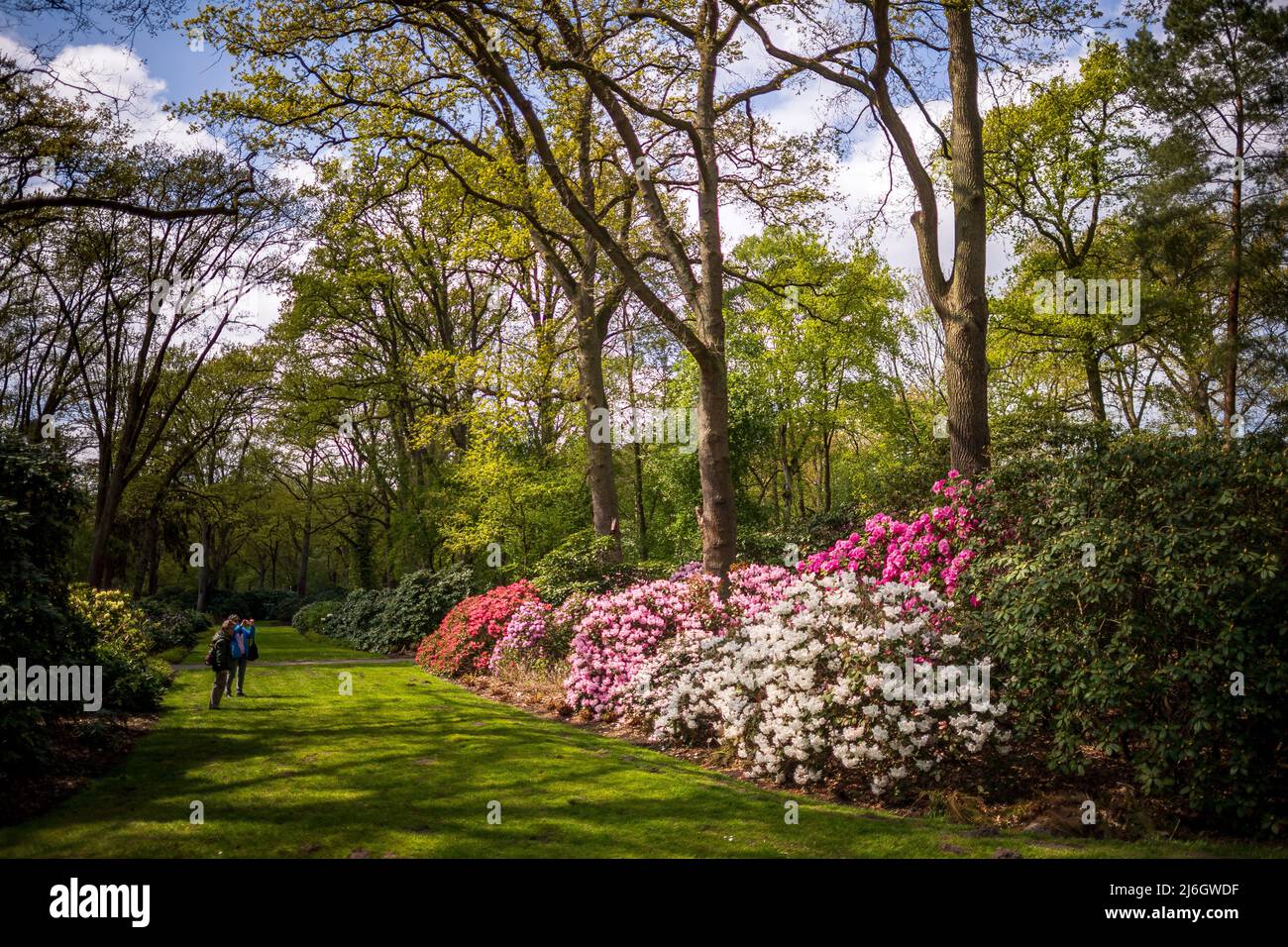 28 April 2022, Bremen: Rhododendron blooms in Bremen's Rhododendron Park.  The park houses the world's second largest collection of rhododendrons and  azaleas. Photo: Sina Schuldt/dpa Stock Photo - Alamy