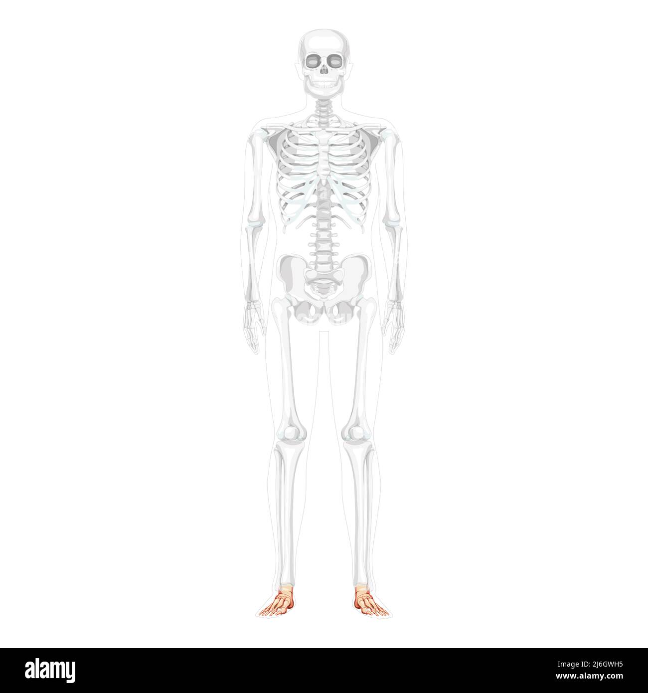 Foot and ankle Bones Skeleton Human front Anterior ventral view with partly transparent bones position. Set of realistic flat natural color concept Vector illustration of anatomy isolated on white Stock Vector
