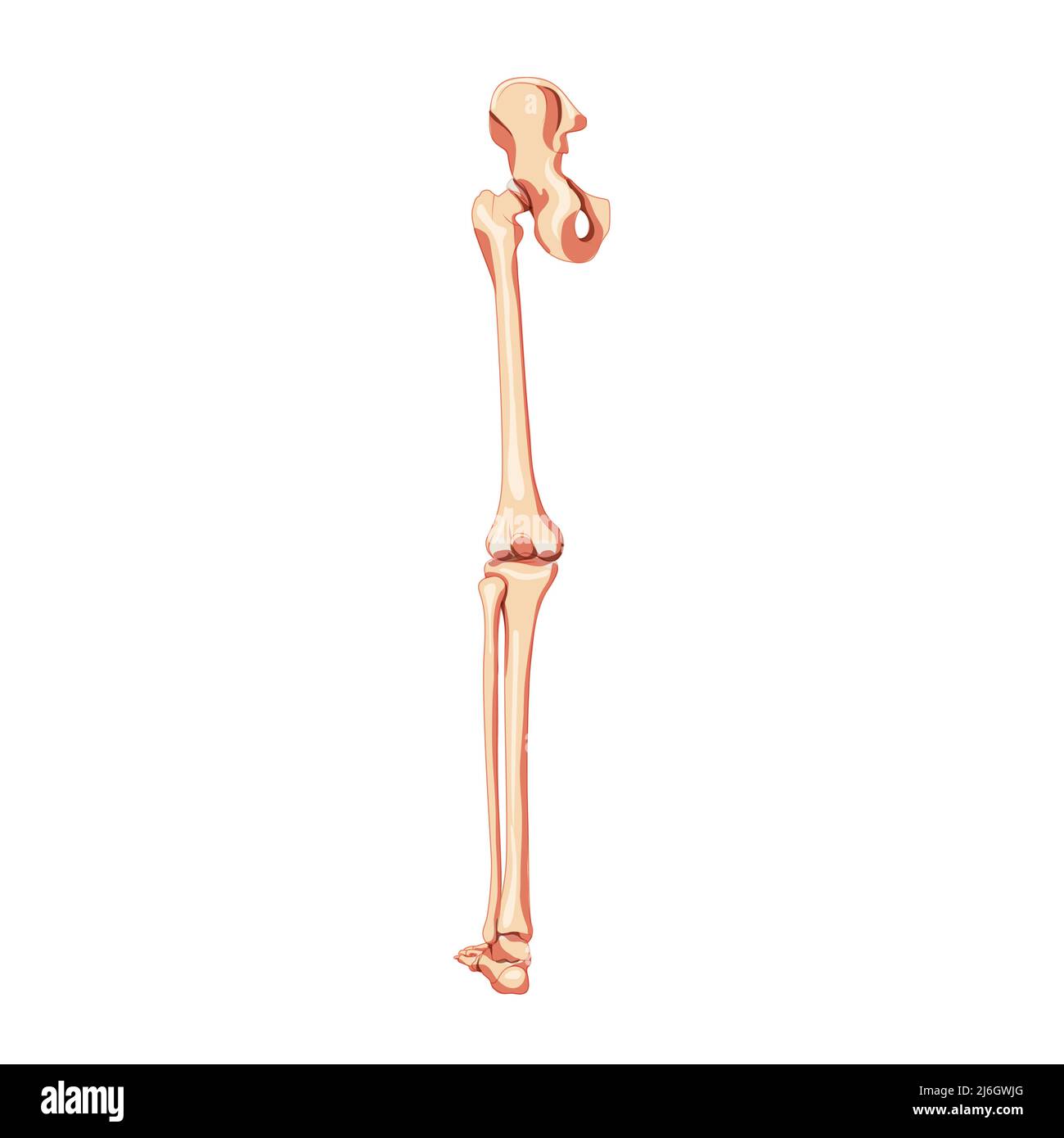 Human Pelvis with leg Skeleton back view with hip bone, thighs, foot, femur, patella, knee, fibula. Anatomically correct 3D realistic flat natural color concept Vector illustration of anatomy isolated Stock Vector