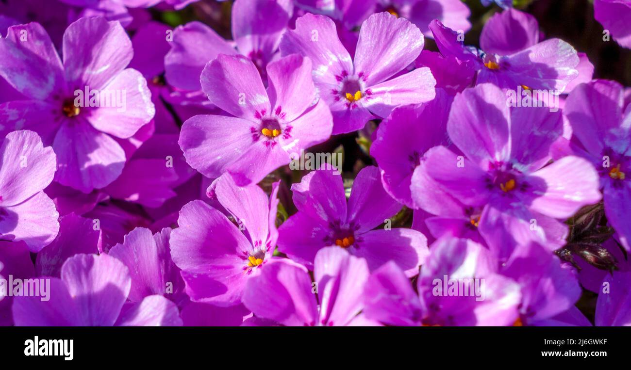 Close-up of flowers of phlox subulata in shades of pink in April Stock Photo