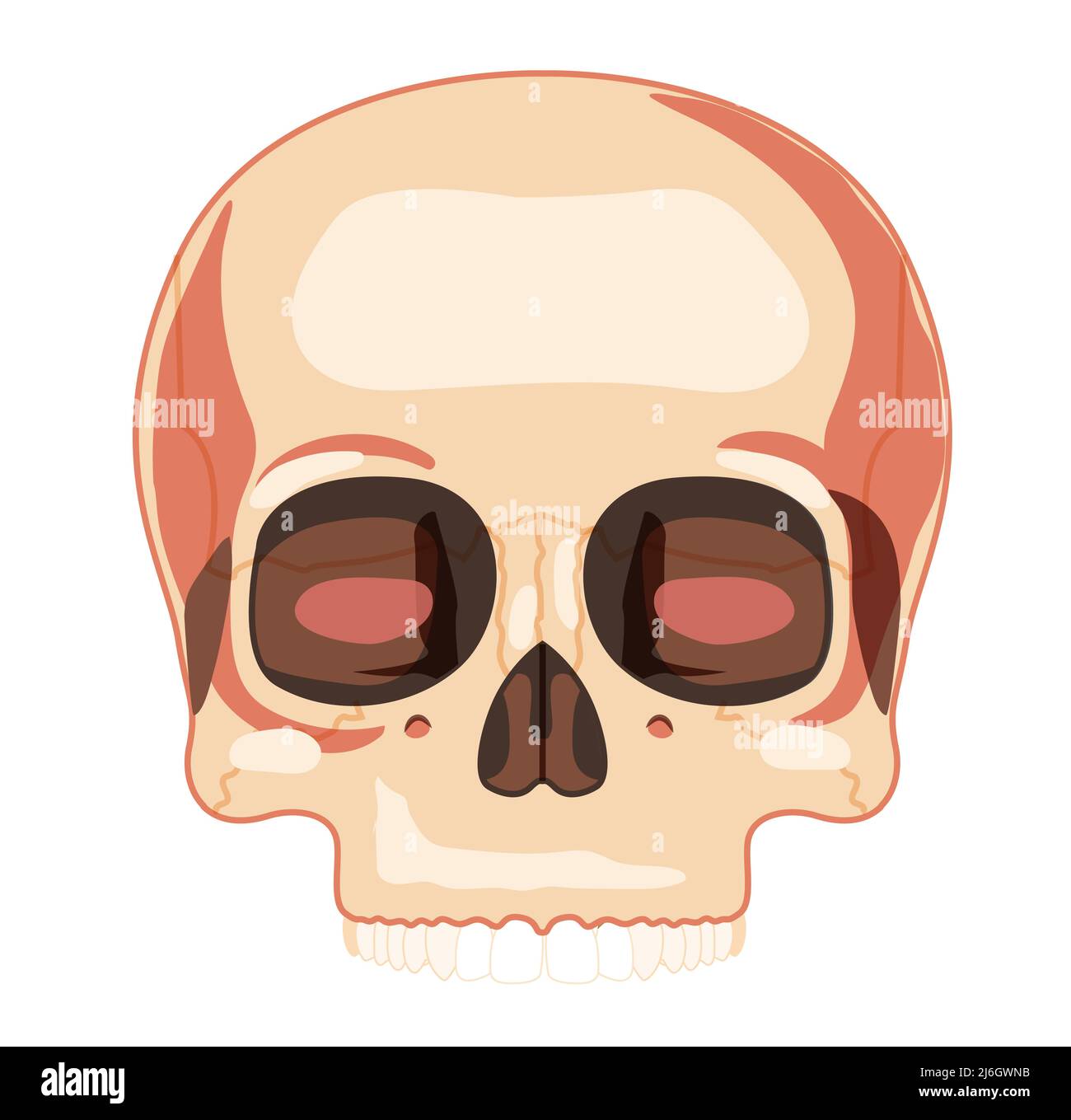 Skull Skeleton Human head front view with teeth row. Human face upper part model. Set of chump realistic flat natural color concept. Vector illustration of 3d anatomy isolated on white background Stock Vector