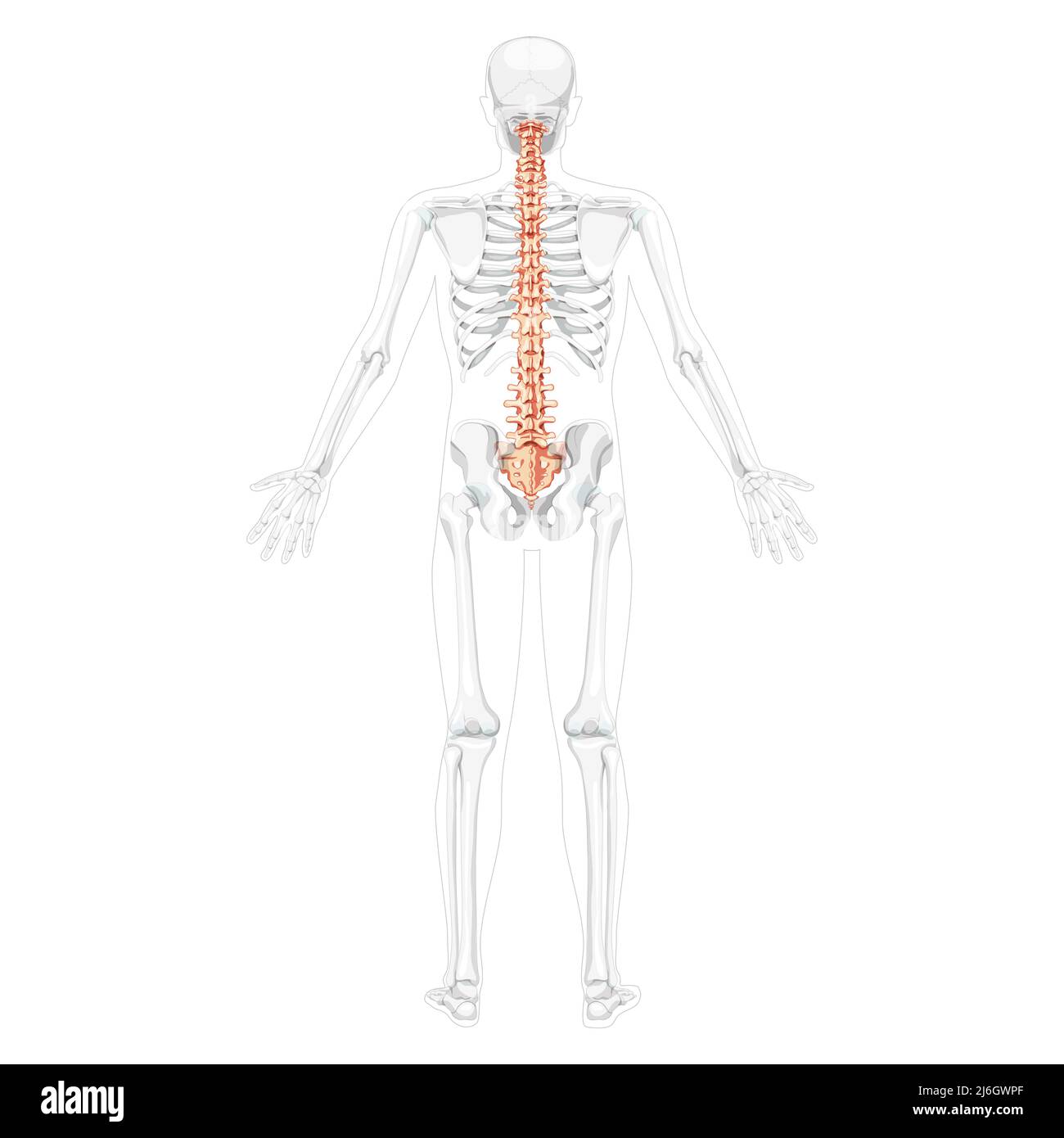 Human vertebral column back posterior view with partly transparent skeleton position, spinal cord, thoracic lumbar spine, sacrum and coccyx. Vector flat, realistic isolated illustration anatomy  Stock Vector