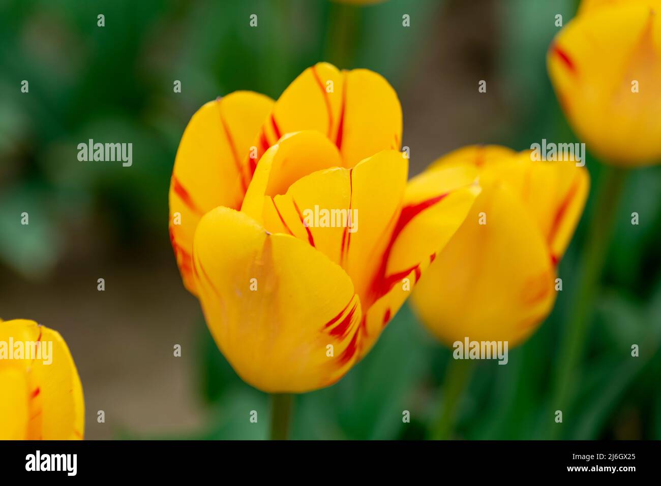 Field of beautiful yellow tulips in New Jersey Stock Photo Alamy