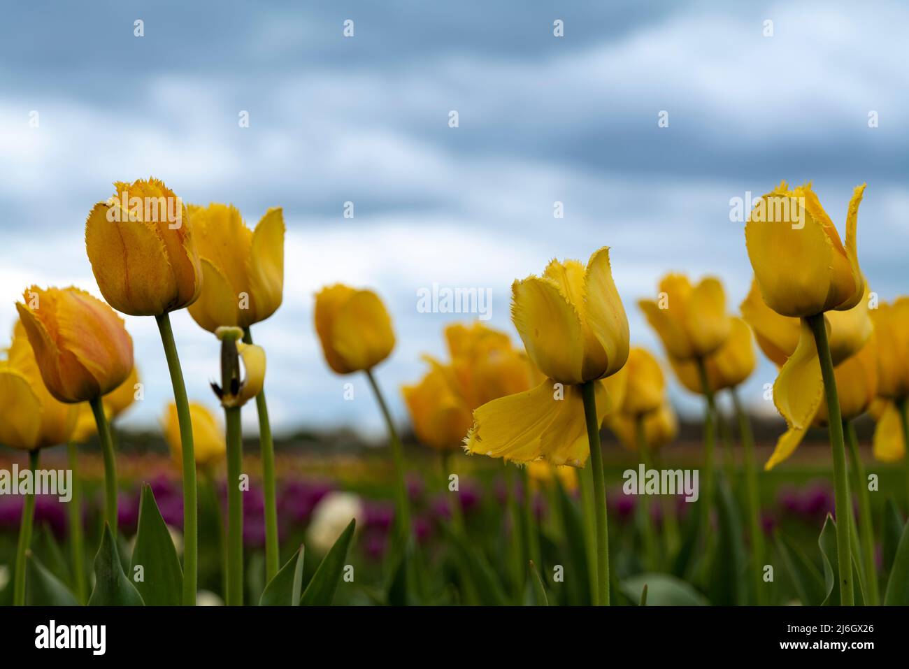 Field of beautiful yellow tulips in New Jersey Stock Photo - Alamy