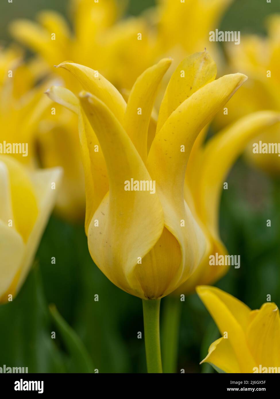 Field of beautiful yellow tulips in New Jersey Stock Photo Alamy