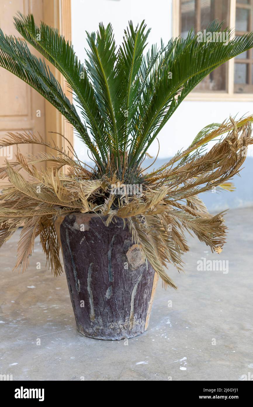 Sago palm lower leaves drying out in a pot Stock Photo