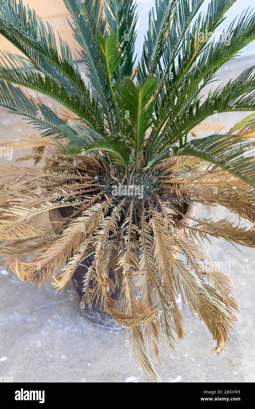 dead palm tree leaves