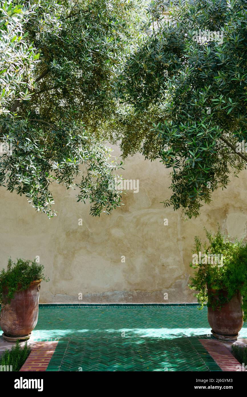 Inner garden in Riyadh in Marrakech. Shade from olive trees Stock Photo