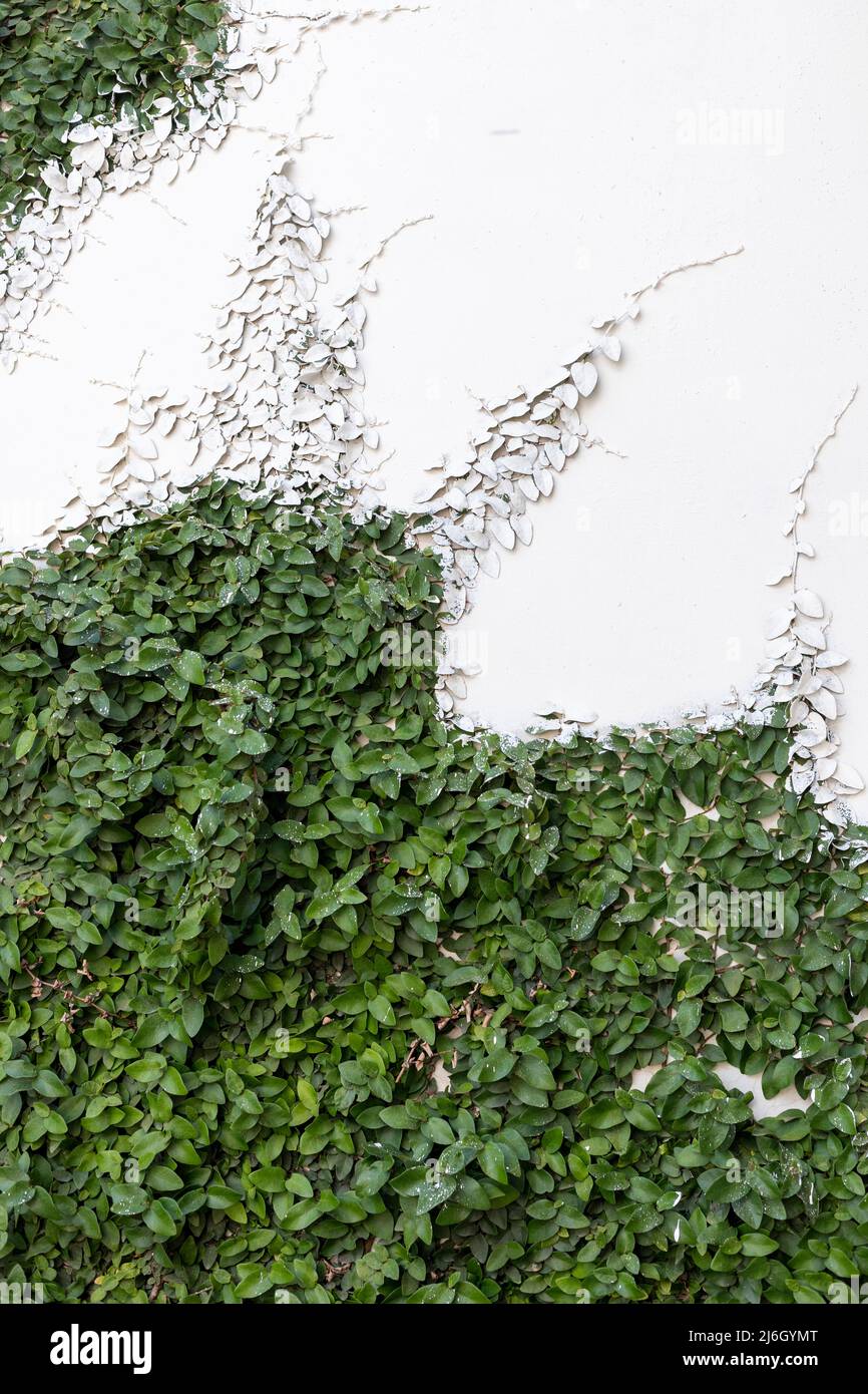 Damage wall paint hires stock photography and images Alamy