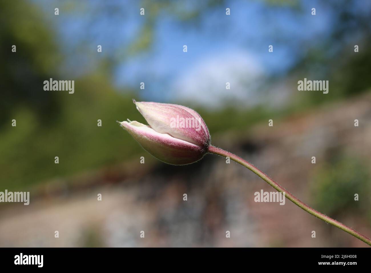Single pink clematis flower bud in spring with garden wall background Stock Photo