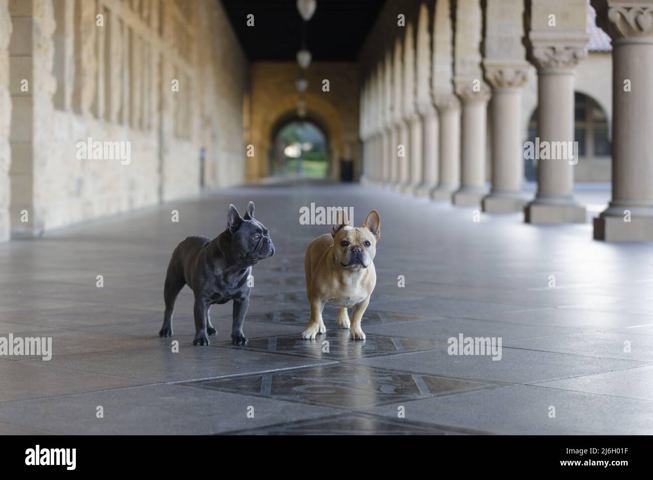 Two Frenchie buddies standing inside a cloister in Northern California. Stock Photo